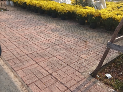 Không khí xuân đang về