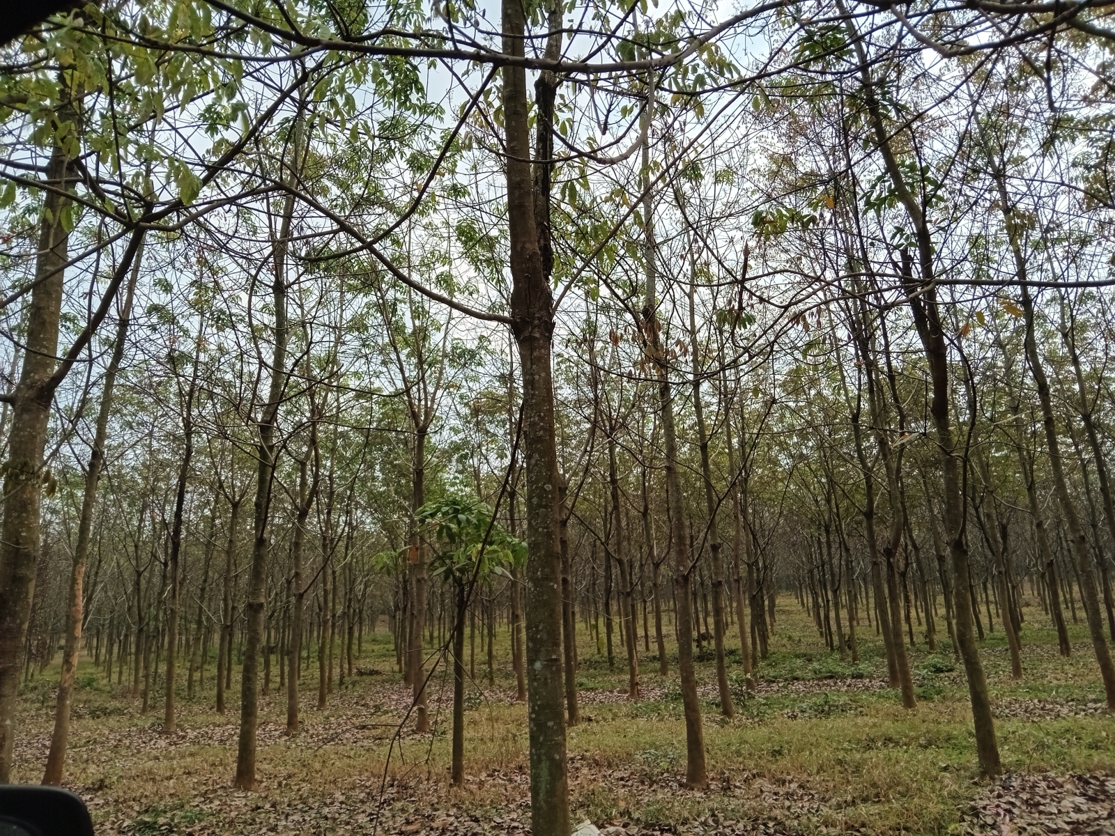 Nét đẹp quê nhà